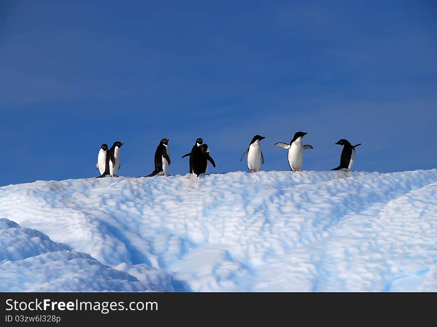 Group of Adelie Penguins on an iceberg