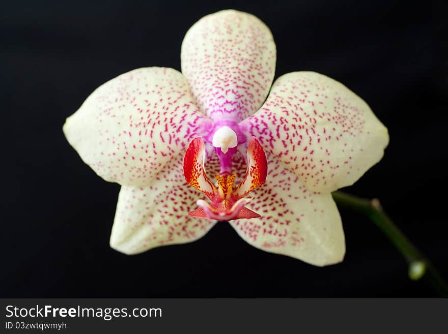 Yellow orchid phalaenopsis on dark