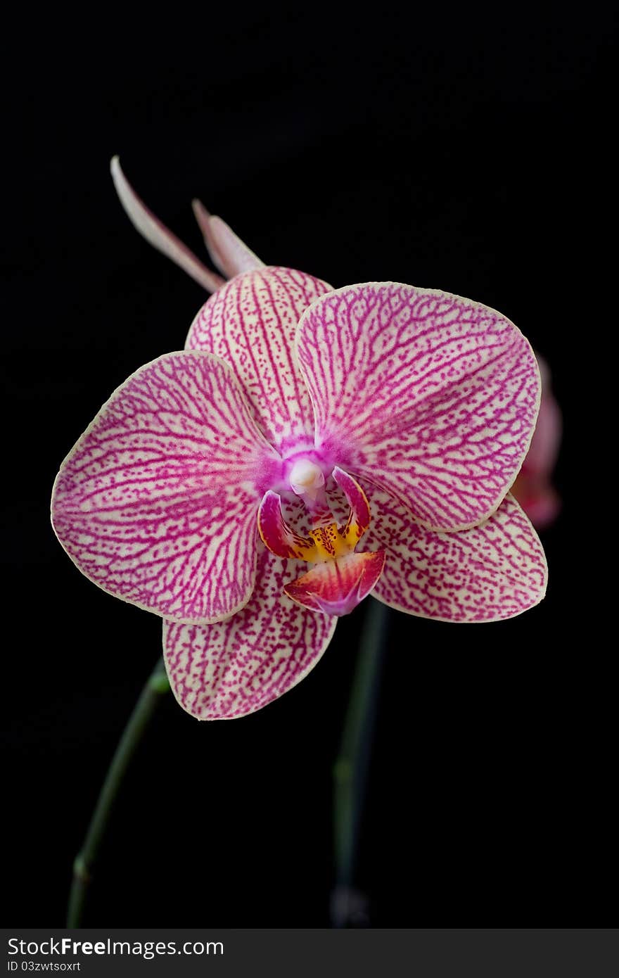 Pink Orchid Phalaenopsis On Dark