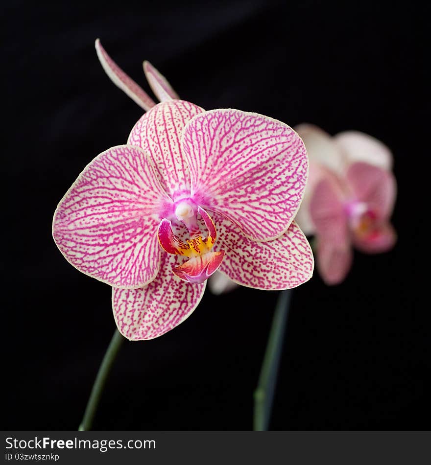 Pink orchid phalaenopsis on dark