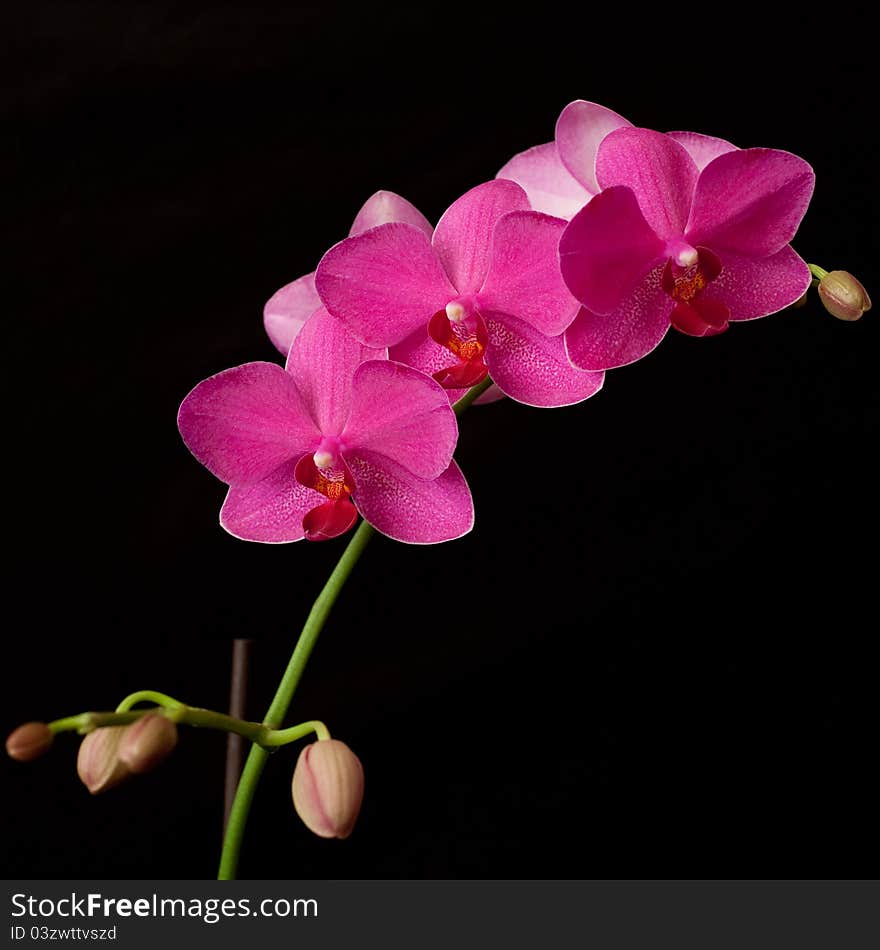 Purple Orchid Phalaenopsis On Dark