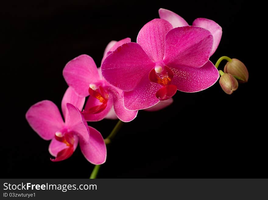 Purple orchid phalaenopsis on dark