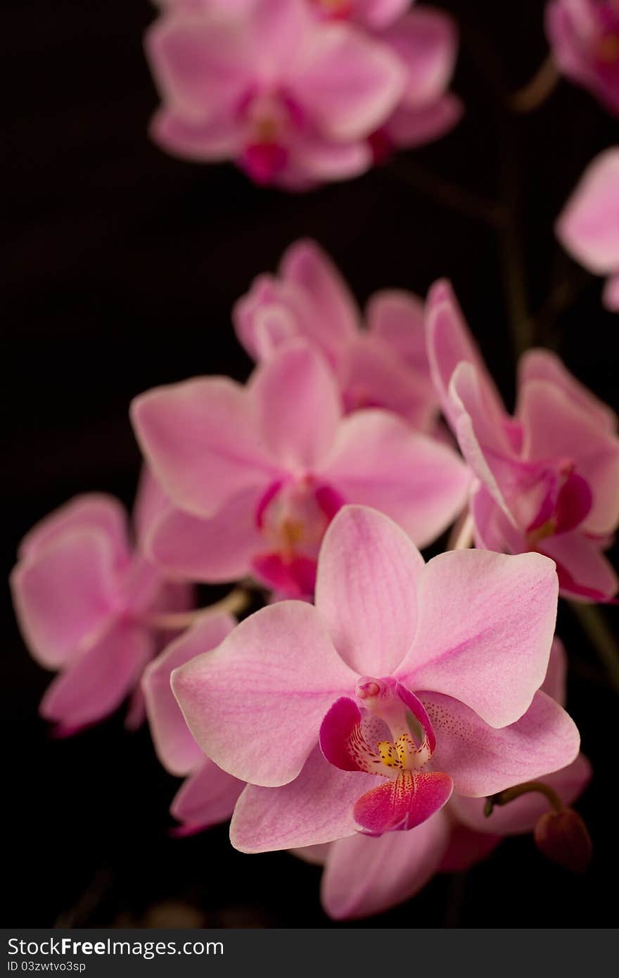 Pink orchid phalaenopsis on dark