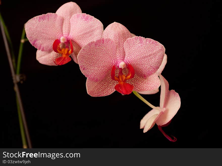 Pink orchid phalaenopsis on dark