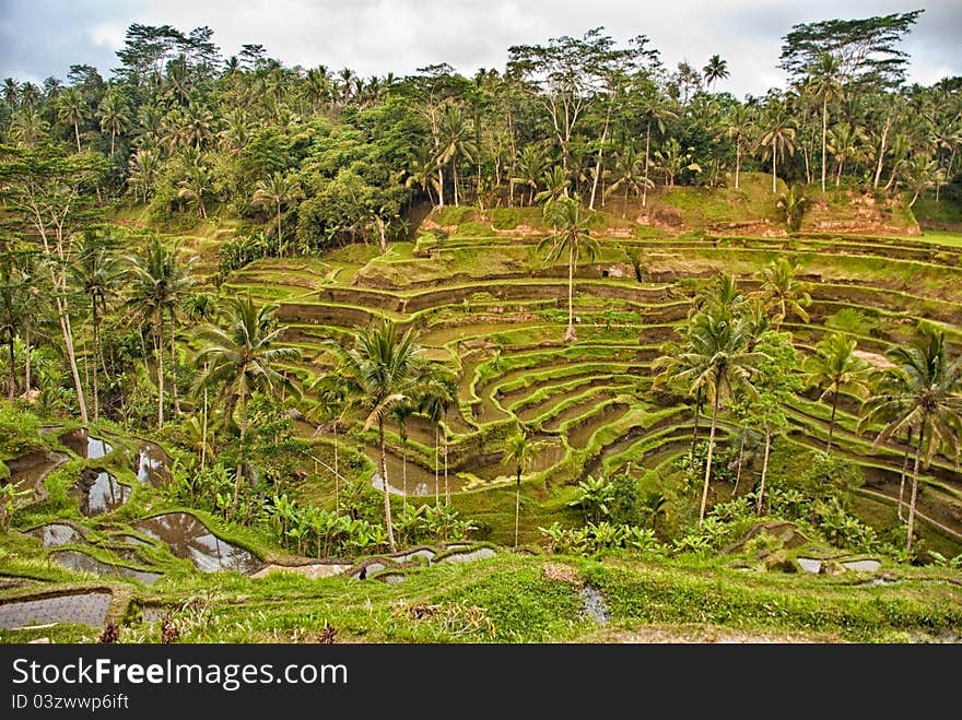 Green terraces of rice in Bali, Indonesia. Green terraces of rice in Bali, Indonesia