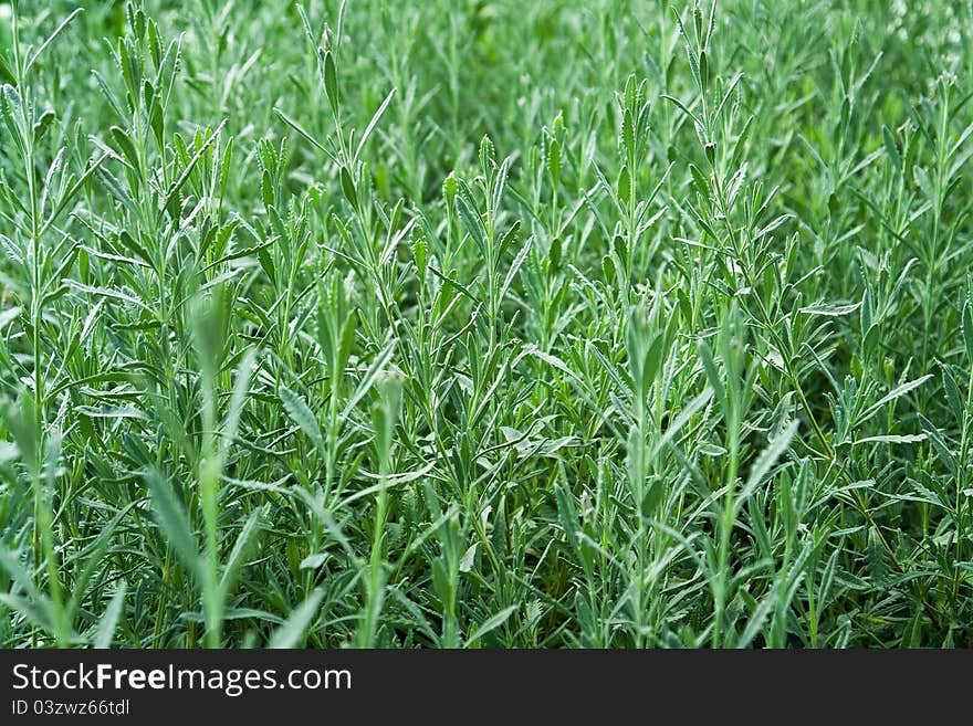 Closeup of freshly grown herbs in a garden. Closeup of freshly grown herbs in a garden