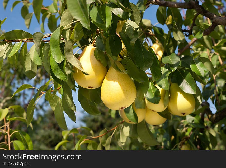 Pears