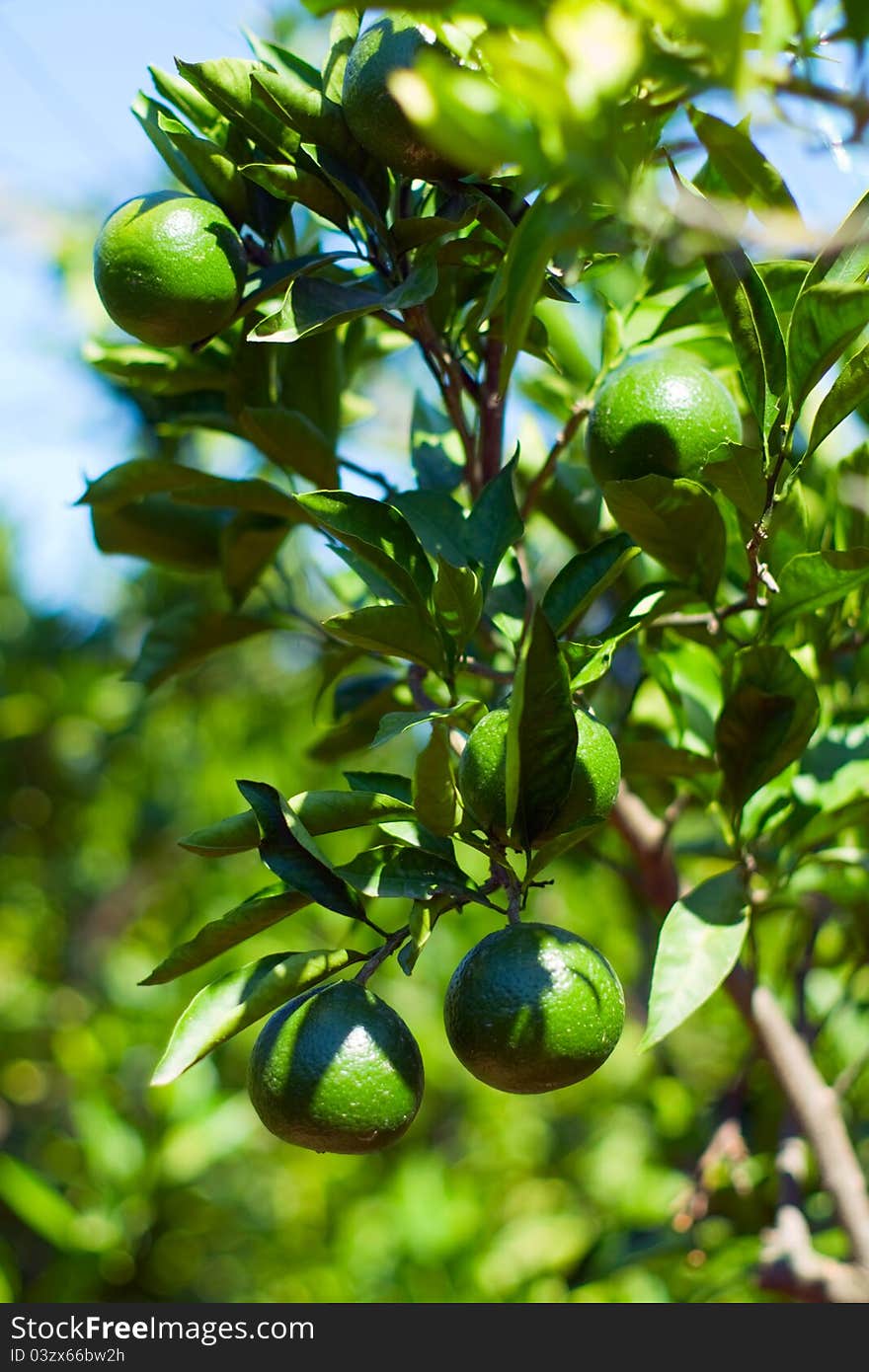 Young green tangerine branch on sky background