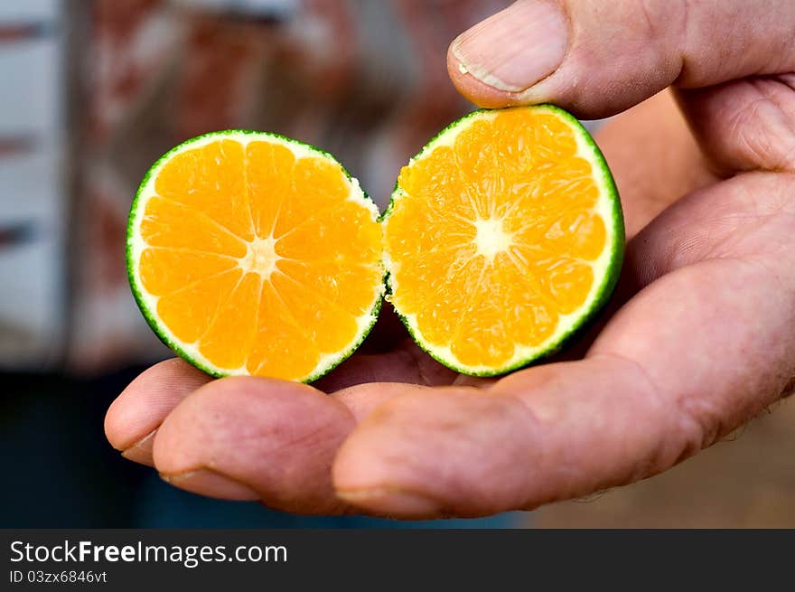 A macro of a fresh cut semi-ripe tangerine in an old farmers' hand. A macro of a fresh cut semi-ripe tangerine in an old farmers' hand