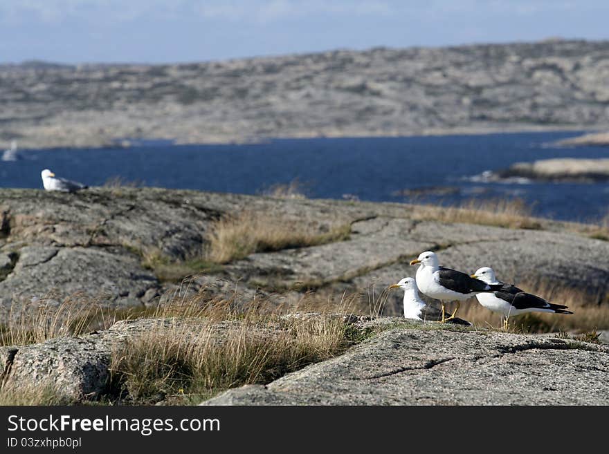 West coast rocks with birds