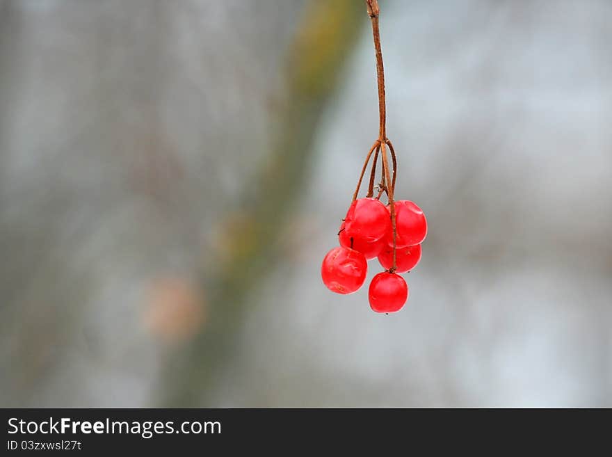 Hanging Berries