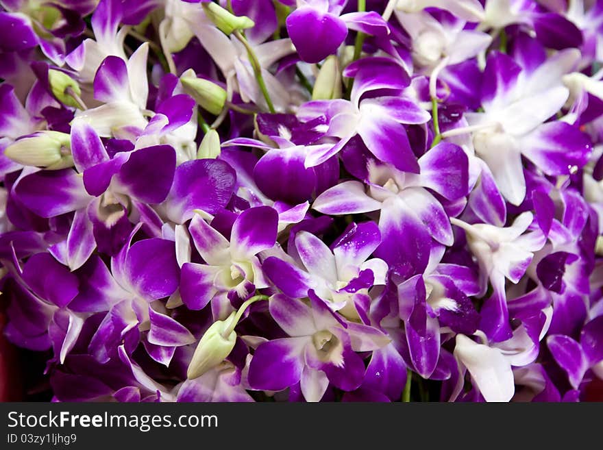 Fresh purple violets in the form of background