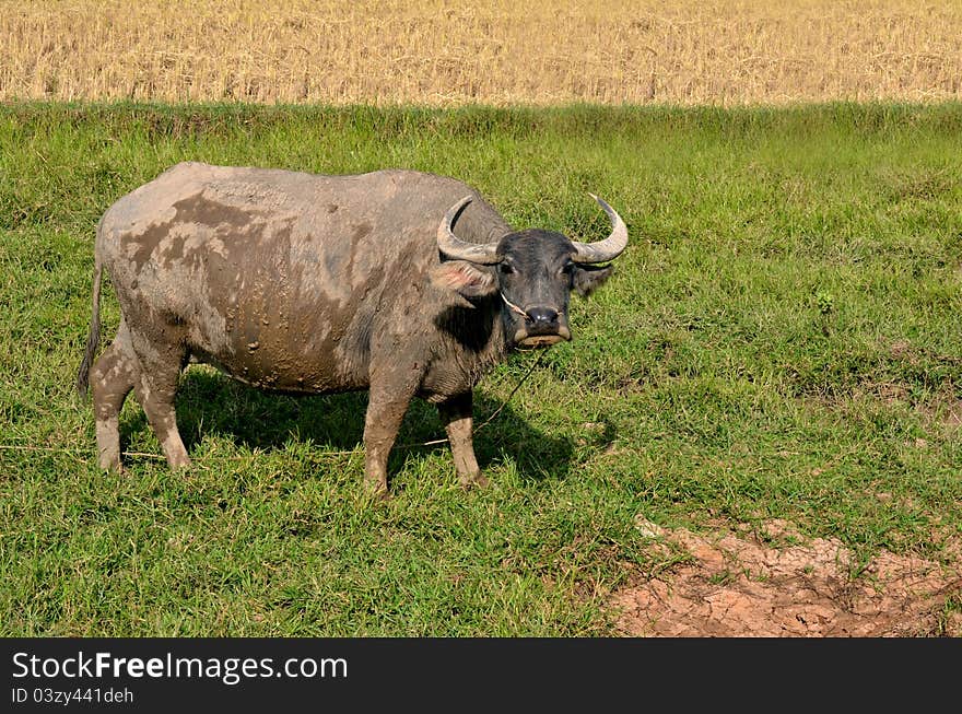 Thai buffalo in grass field