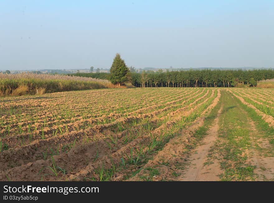 Sugar cane fields