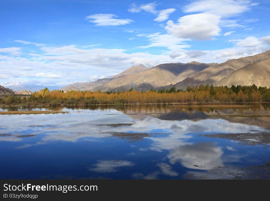 Lhasa River and poplar trees