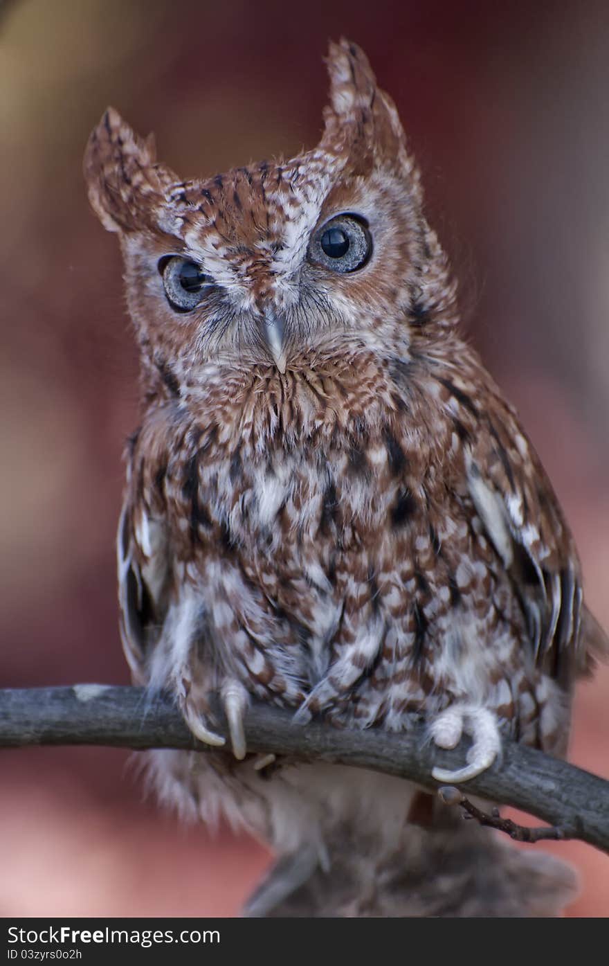 Captive owl posing on tree branch. Captive owl posing on tree branch