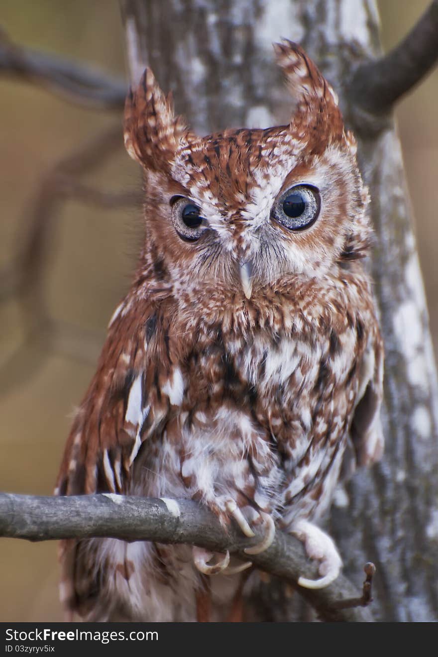 Captive owl posing on tree branch. Captive owl posing on tree branch