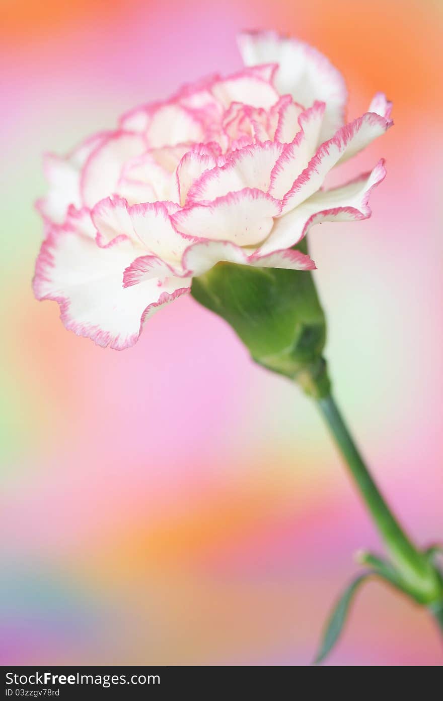 Carnation