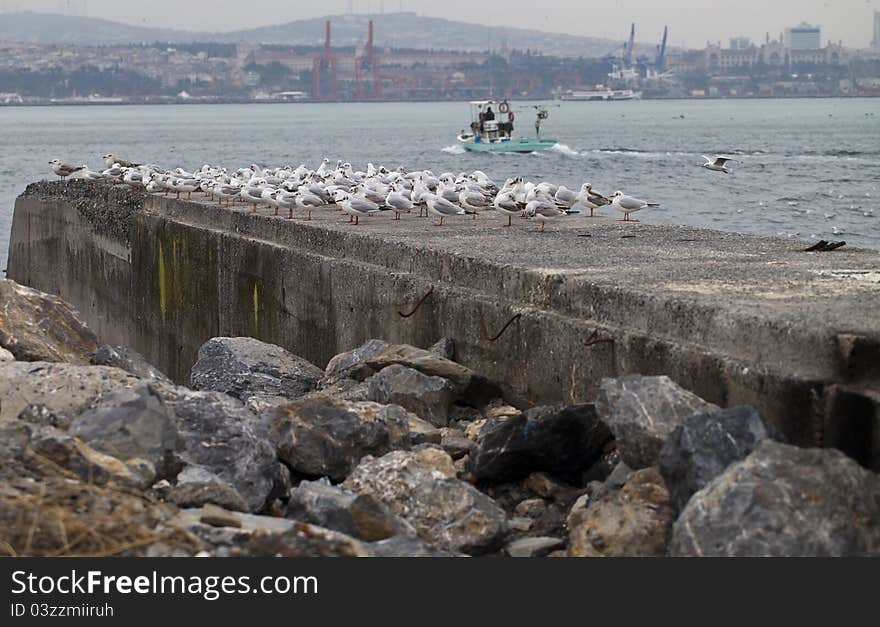 Several seagulls on an concrete wharfage