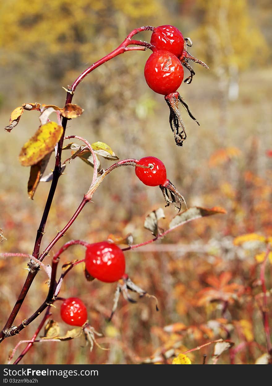 Ripe red berry wild rose against the dry grass. Ripe red berry wild rose against the dry grass