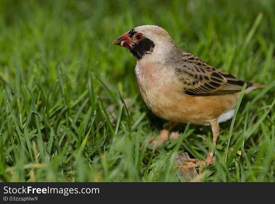 Red Billed Quelea