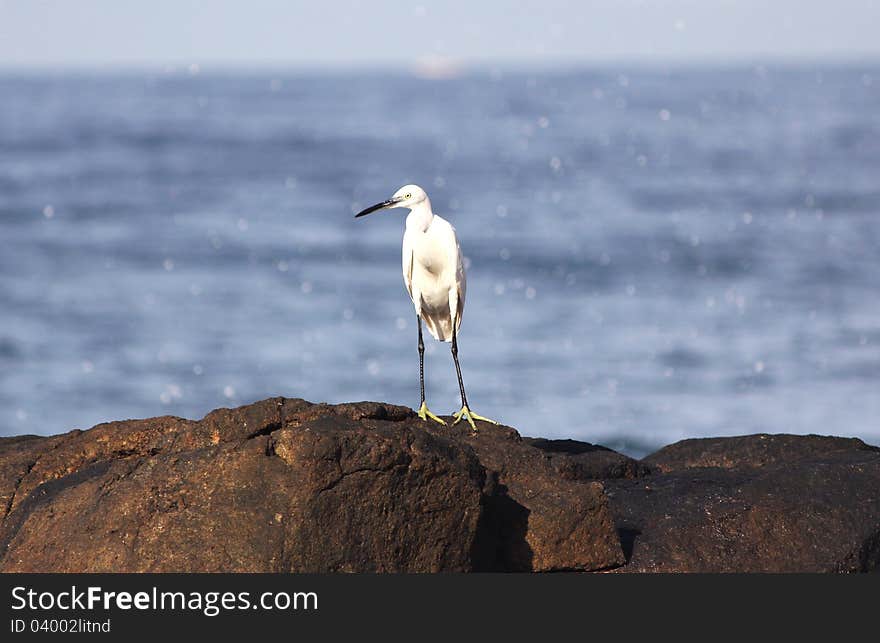 Great white egret standing on the top of a rock at the beach, india