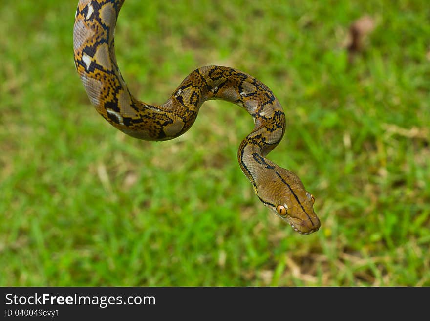 The Boa snake on grass