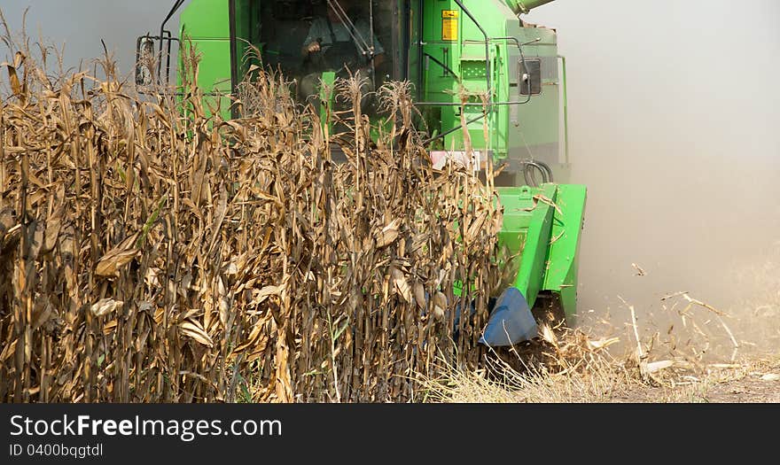 A farmer combines a field of corn. A farmer combines a field of corn