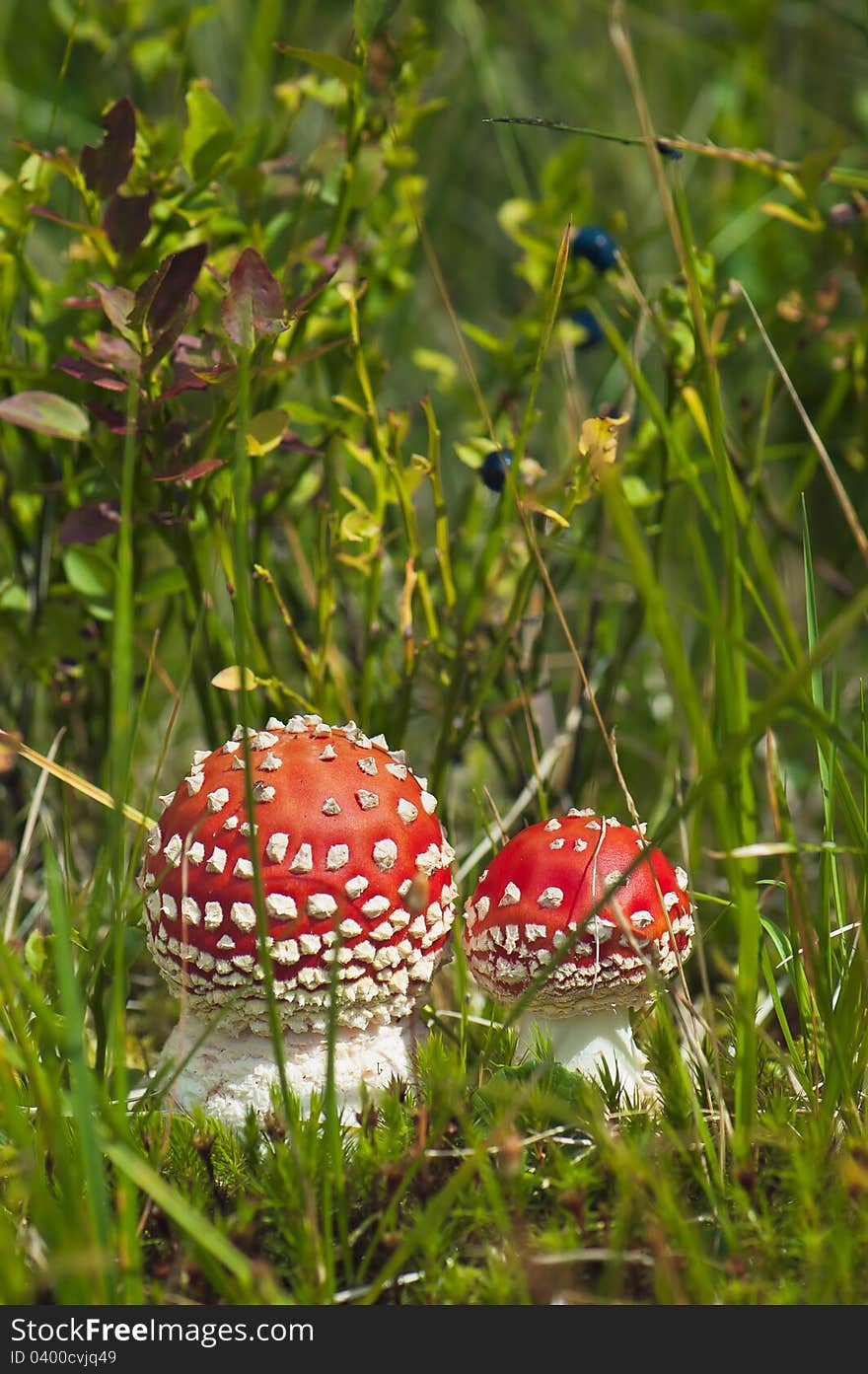 Red Amanita In The Woods