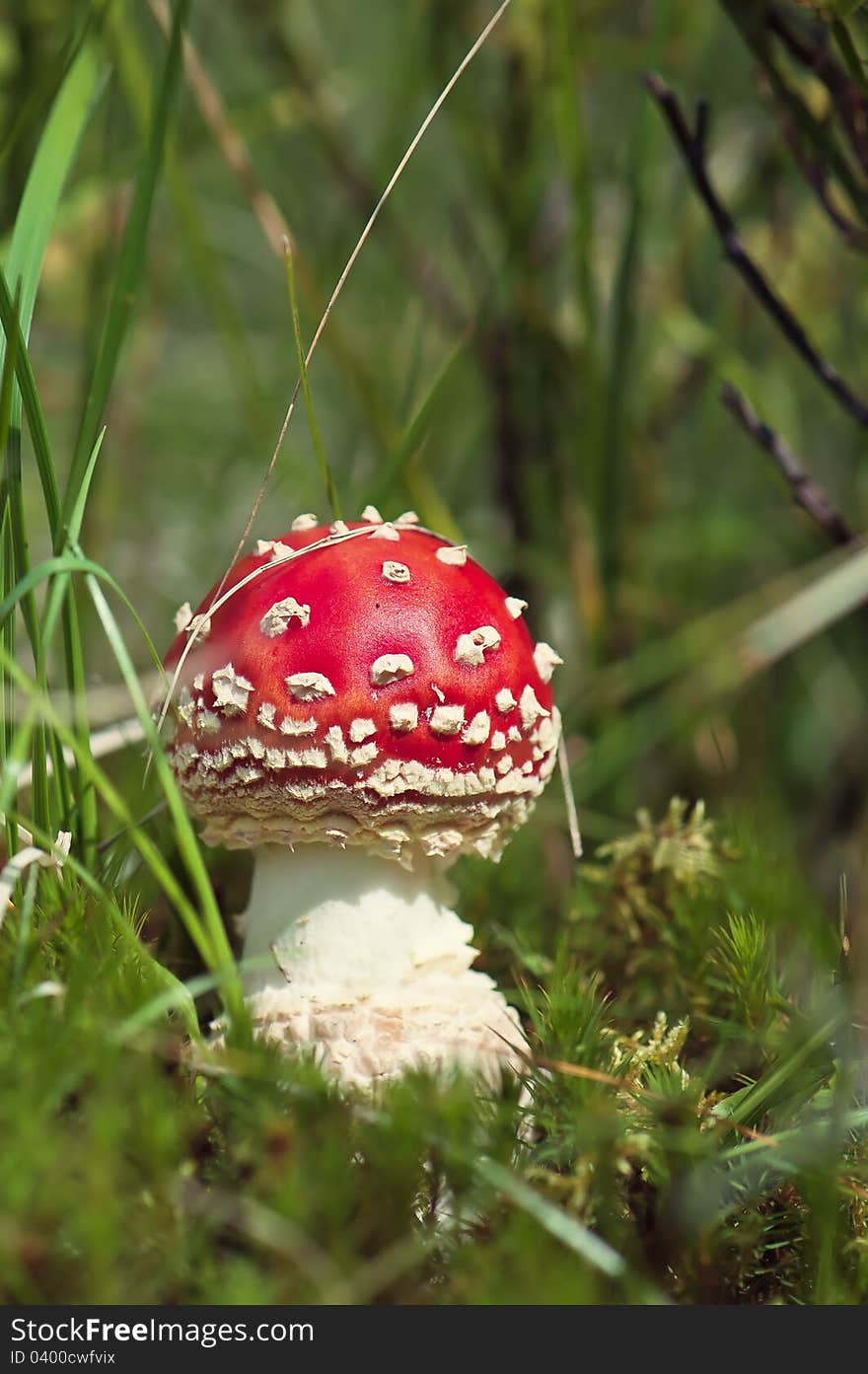 Gryb in the woods. Red Amanita. Ukraine, a forest in the mountains of the Carpathians. Gryb in the woods. Red Amanita. Ukraine, a forest in the mountains of the Carpathians