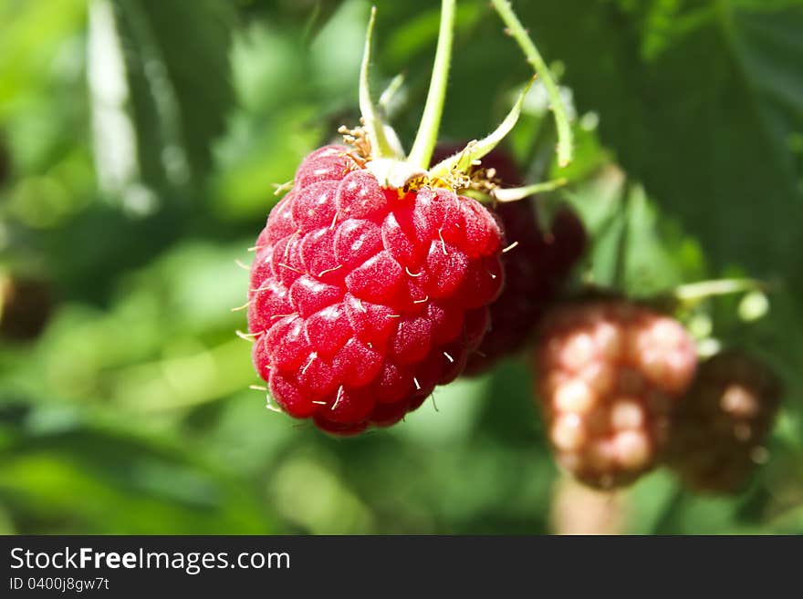 Raspberry