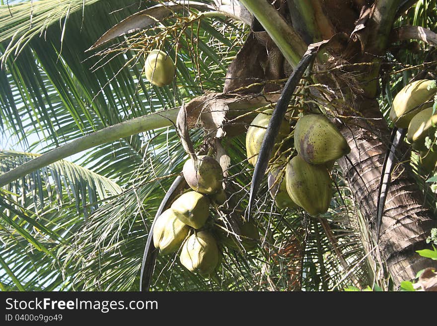 Green Tender Coconuts hanging on Coconut Tree. Green Tender Coconuts hanging on Coconut Tree