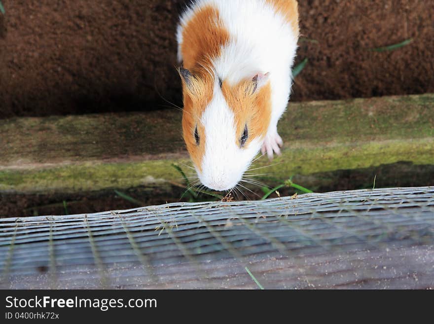 Guinea Pig in a Cage