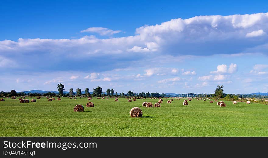 Beautiful hungarian field, a lot of bale