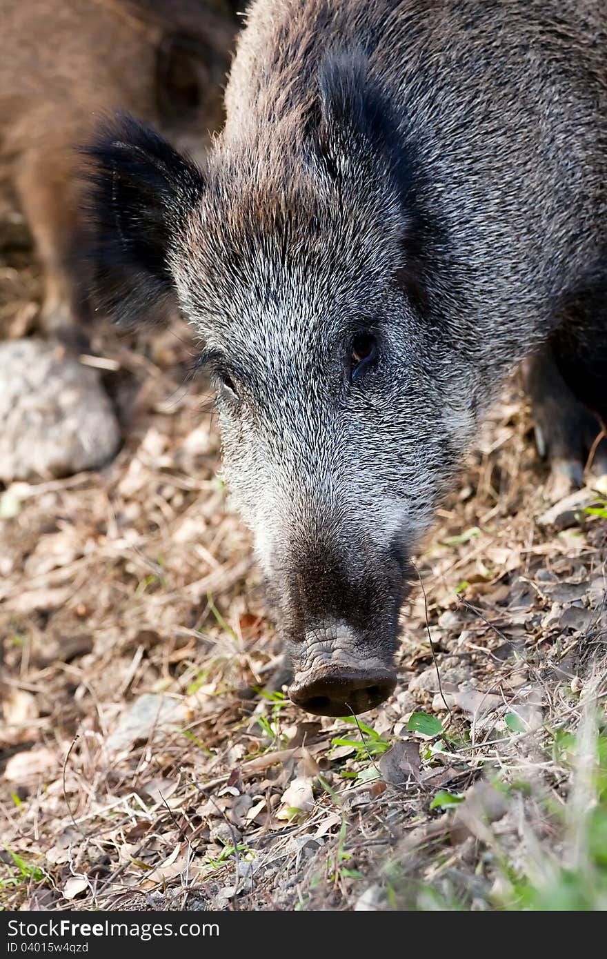 Young wild boar eat acorns under the oaks