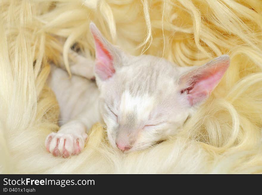 Cute Baby Cornish Rex Kitten Sleeping on Fur