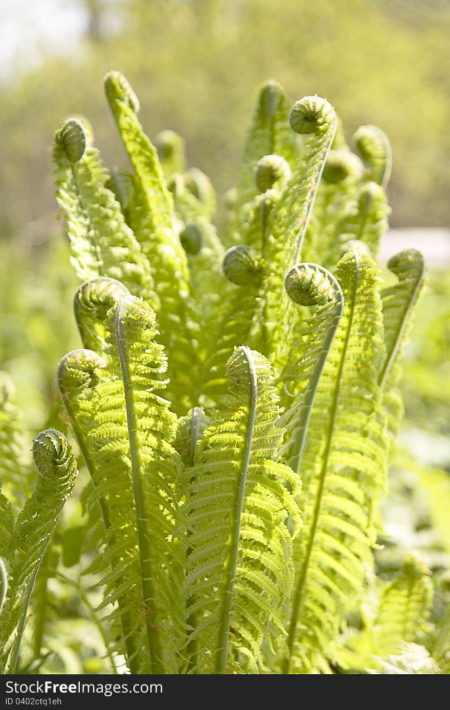 Fern Family