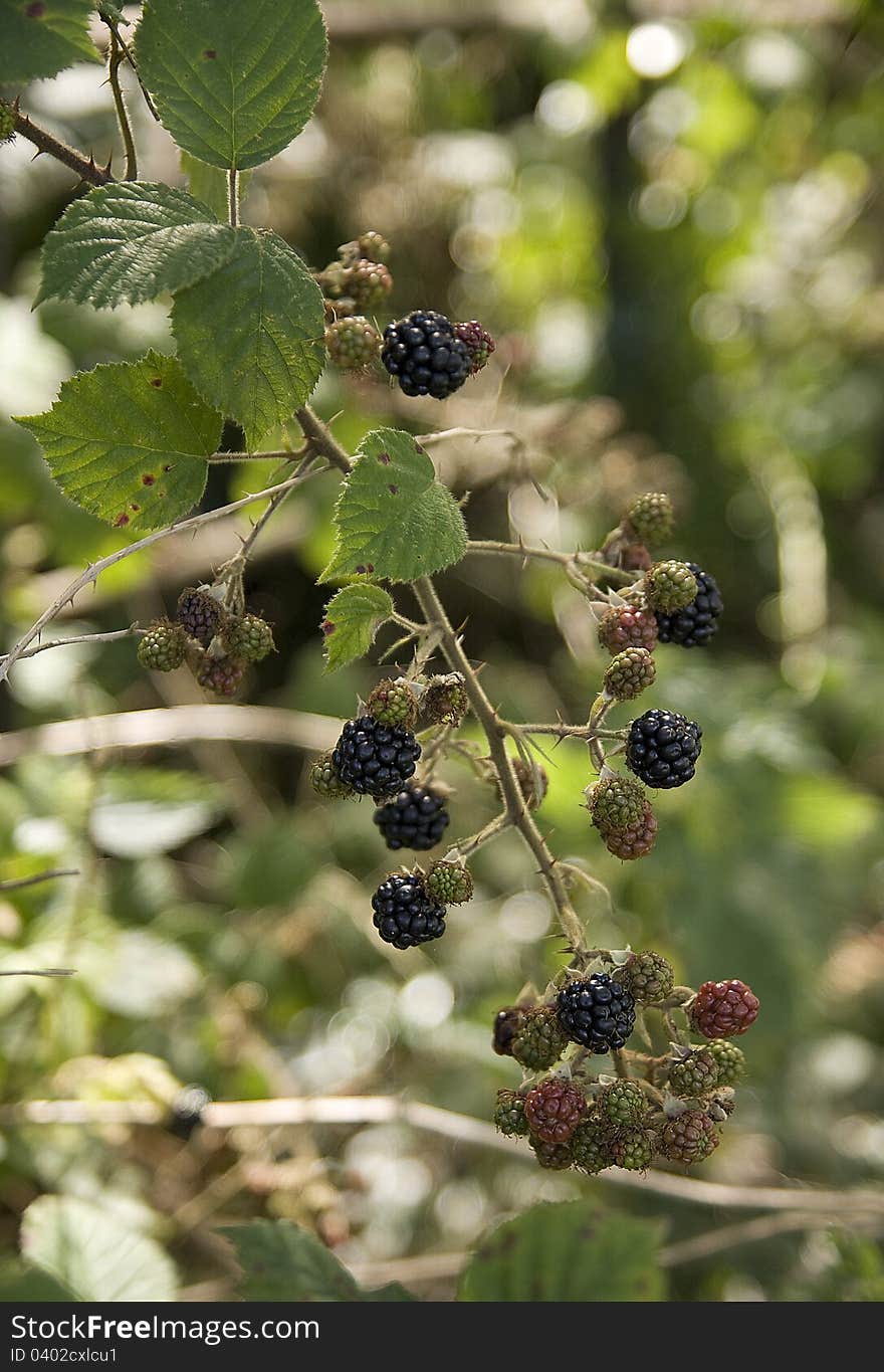 Wild blackberries