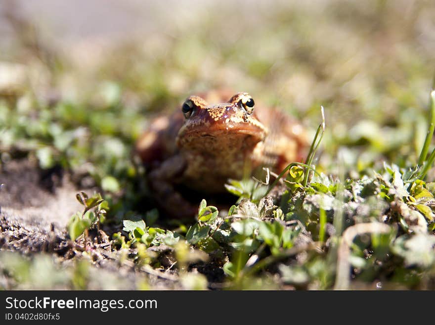 Toad