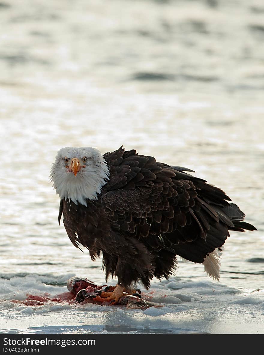 Bald Eagle feeding