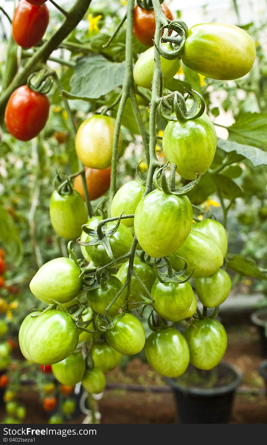 Unripe cherry tomatoes in a garden