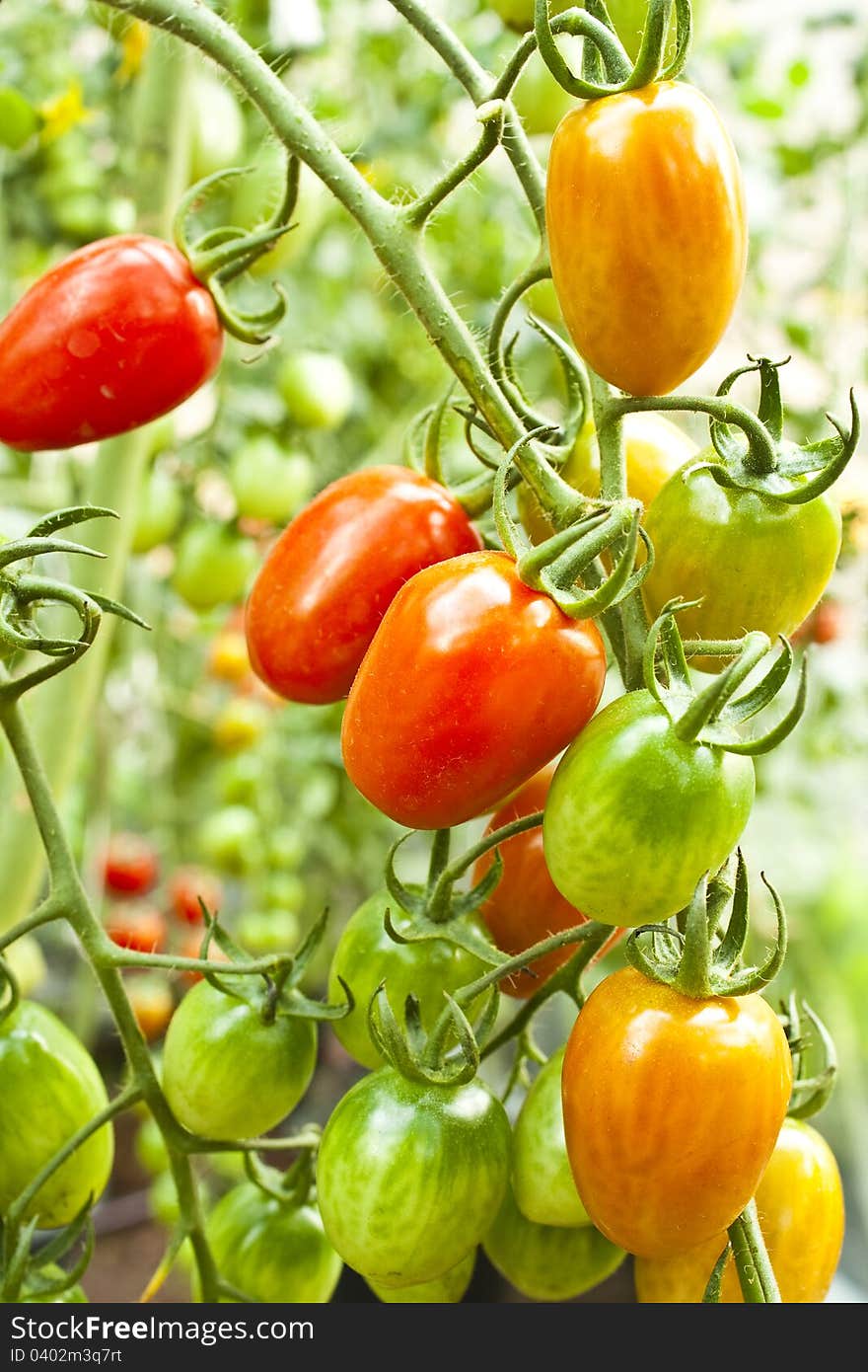 Ripe and unripe cherry tomatoes in a garden