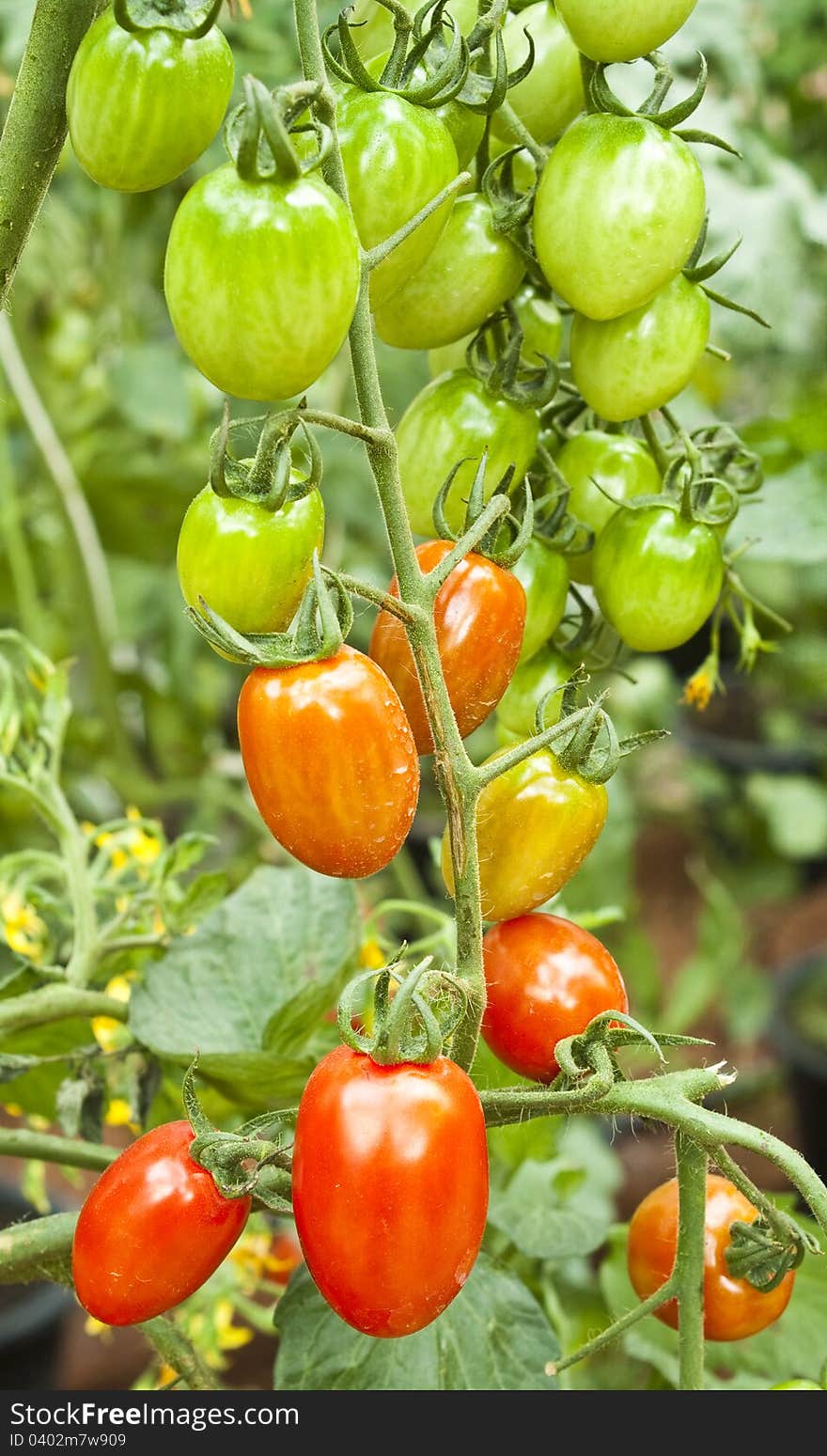 Ripe and unripe cherry tomatoes in a garden