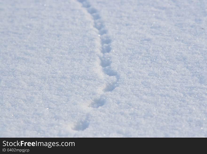 Traces of a hare on a snow