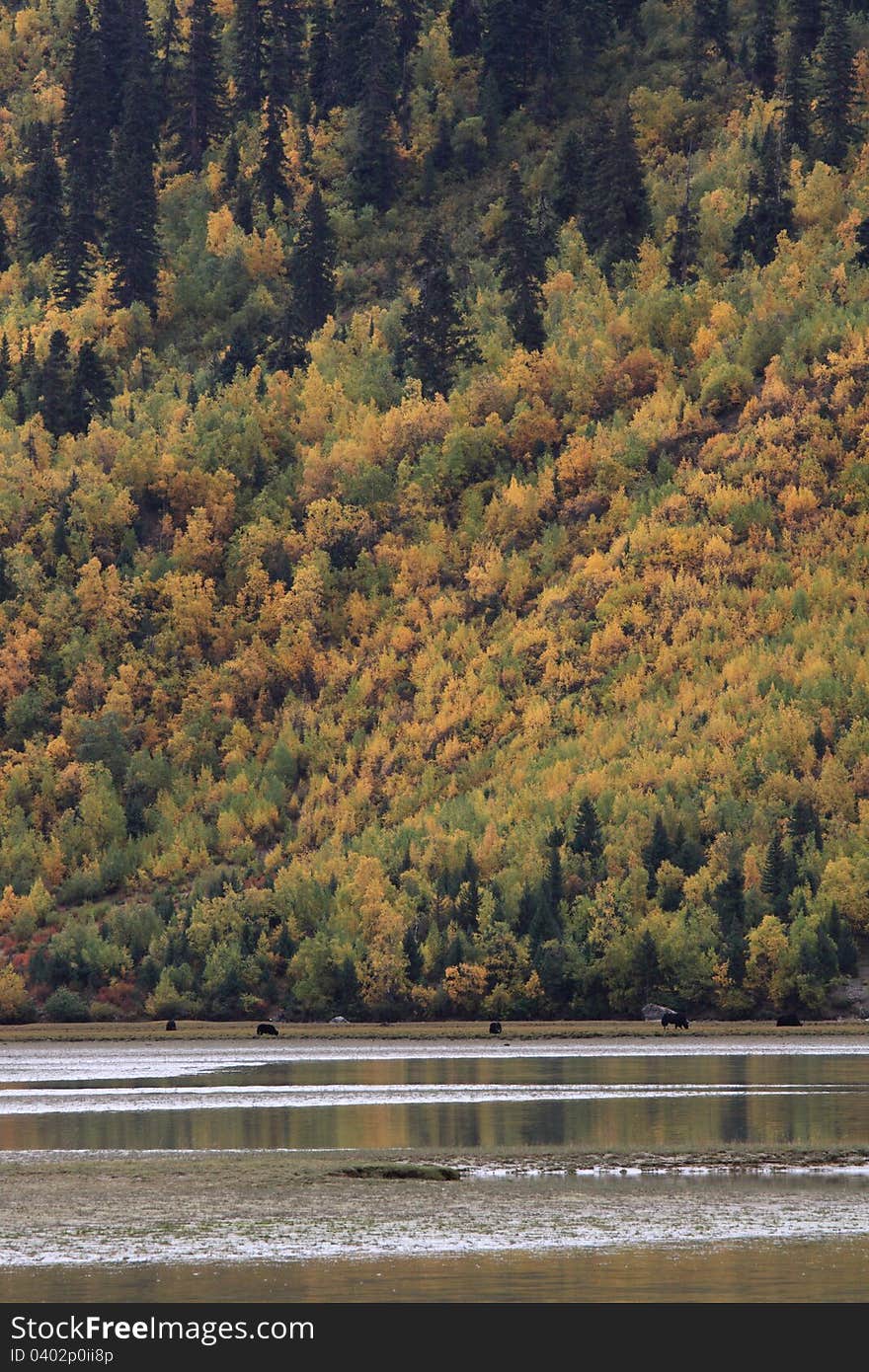 Ranwu lake is a big lake which surrounded by snow mountains in Baxoi county in Tibet. Ranwu lake is a big lake which surrounded by snow mountains in Baxoi county in Tibet.