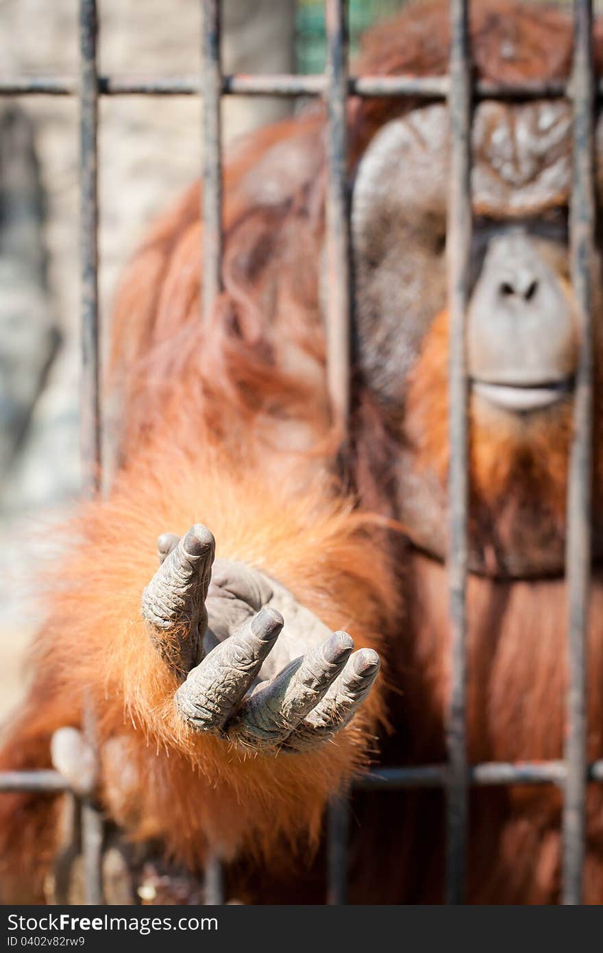 Closeup of Hand of Ape