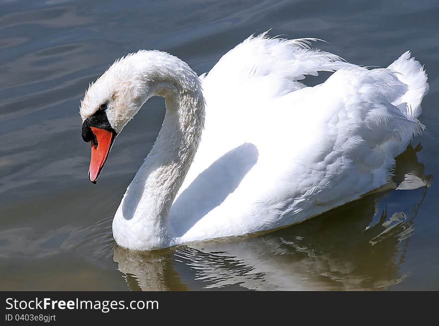 Big white swan