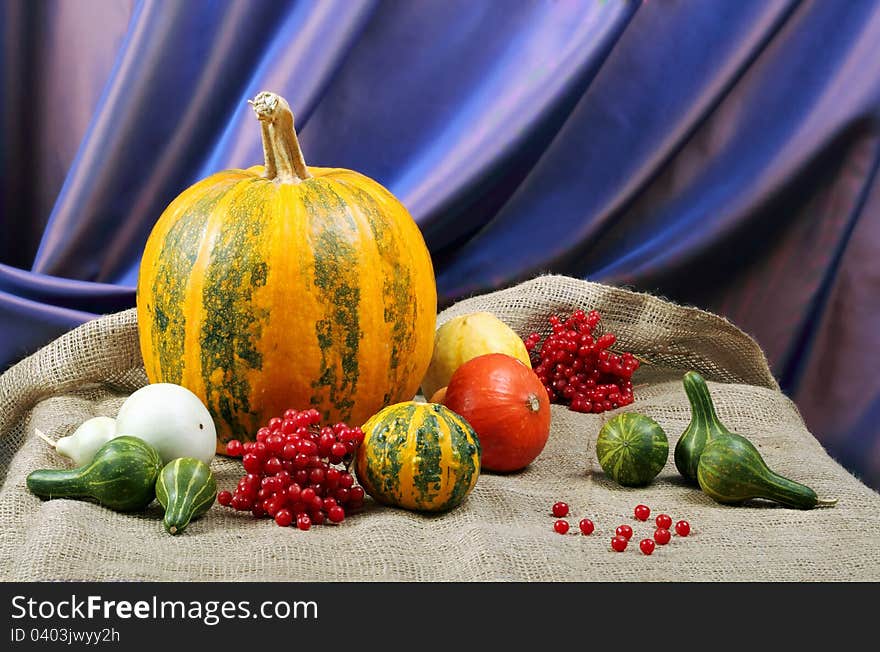 Still life of ornamental pumpkins and cones for Thanksgiving