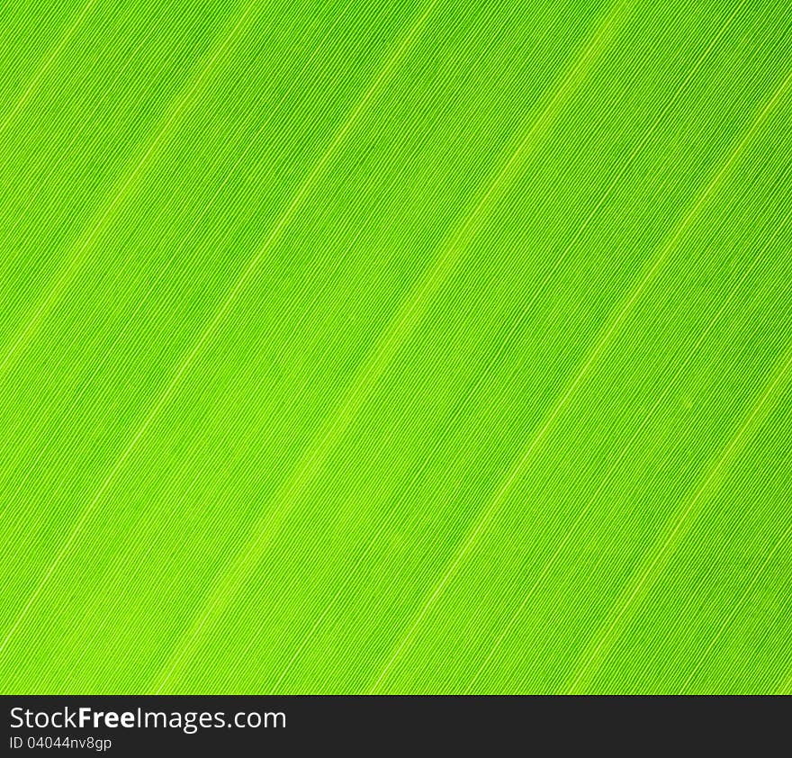 Texture of banana leaf for background. Texture of banana leaf for background