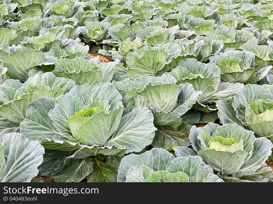 Cabbage fields in Thailand, rows of vegetable food